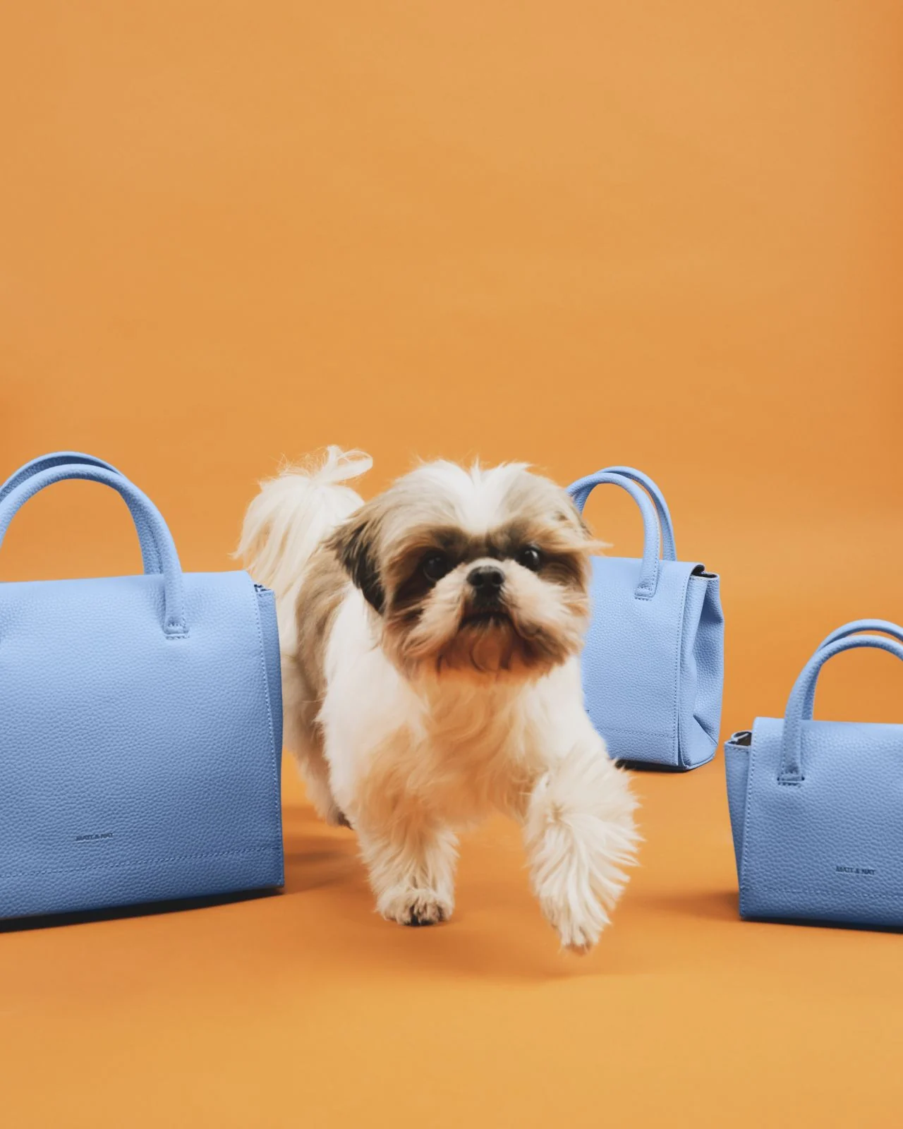 Matt & Nat : un petit chien avance entre trois sacs bleus, sur fond orange