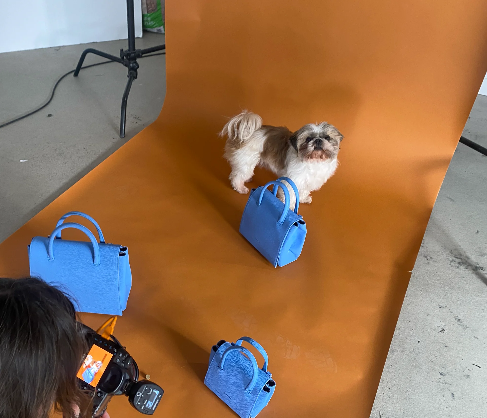 Matt & Nat, en coulisses : le studio, le fond orange, le chien et les trois sacs bleus, l’appareil photo au premier plan